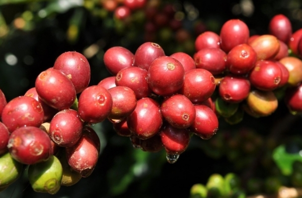 Giá cà phê hôm nay 15/8: Robusta và Arabica ngược chiều nhau