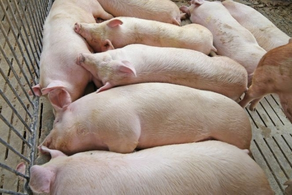 Giá heo hơi hôm nay 17/8: Giảm cao nhất 2.000 đồng tại phía Nam