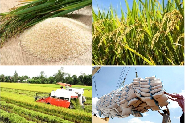 Hàng loạt giải pháp tạo thuận lợi cho xuất khẩu gạo từ nay đến cuối năm