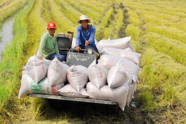 Giá gạo Việt Nam đắt nhất thế giới: Doanh nghiệp có nên 'đu đỉnh'?