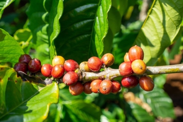 Giá cà phê hôm nay 21/8: Robusta và Arabica ngược chiều nhau