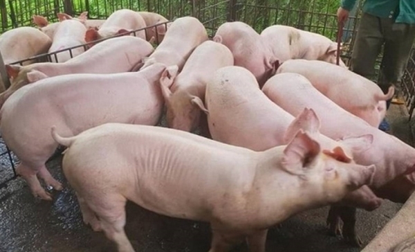 Giá heo hơi hôm nay 24/8: Biến động trái chiều