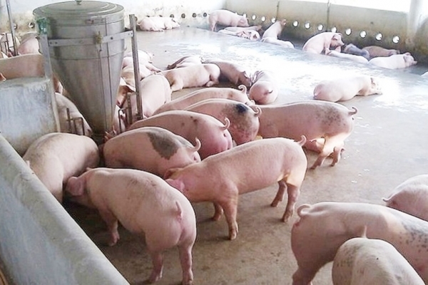 Giá heo hơi hôm nay 25/8: Điều chỉnh giảm ở cả 3 miền