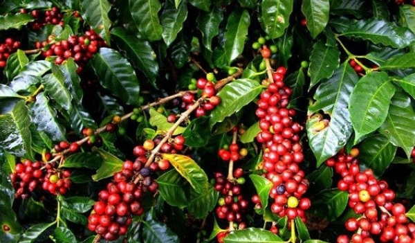 Giá cà phê hôm nay 27/8: Arabica và Robusta kéo dài chuỗi tăng