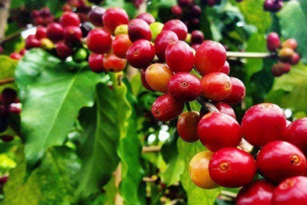 Giá cà phê hôm nay 28/8: Arabica và Robusta đi trái chiều