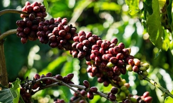 Giá cà phê hôm nay 1/9: Robusta và Arabica đều giảm nhẹ