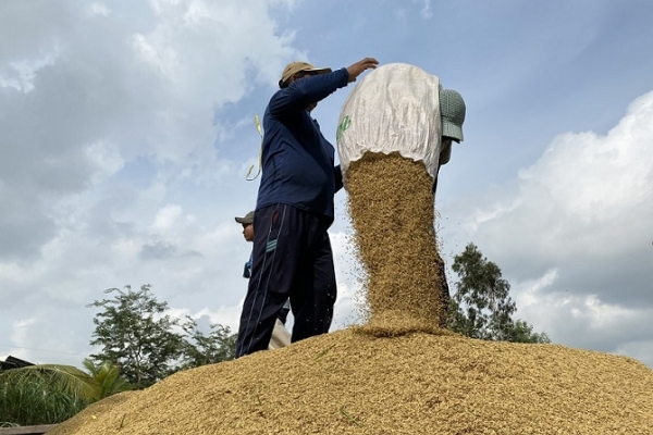 Thị trường lúa gạo rộng đường “tăng tốc”
