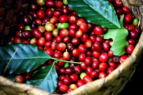 Giá cà phê hôm nay 2/9: Robusta và Arabica duy trì sắc đỏ