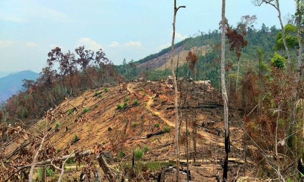 Đắk Lắk bổ sung quy hoạch 1.099ha đất rừng làm các dự án