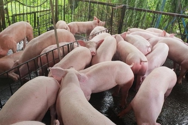 Giá heo hơi hôm nay 7/9: Biến động trái chiều