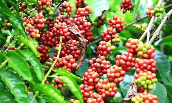 Giá cà phê hôm nay 17/9: Giao dịch trong nước bật tăng mạnh