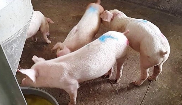 Giá heo hơi hôm nay 18/9: Đồng loạt đi ngang ở 3 miền