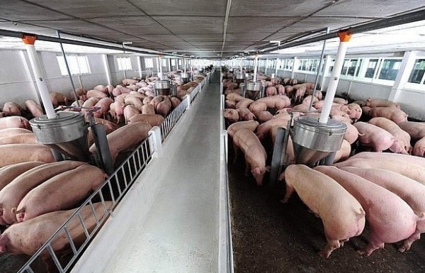 Giá heo hơi hôm nay 19/9: Giảm rải rác