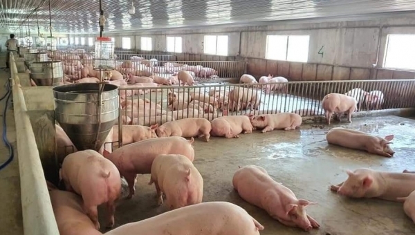 Giá heo hơi hôm nay 20/9: Giảm nhẹ ở một vài tỉnh thành