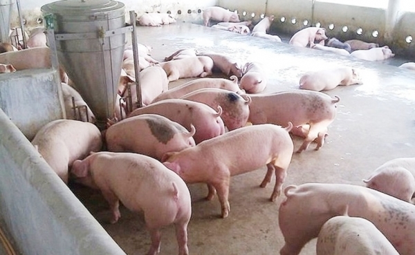 Giá heo hơi hôm nay 21/9: Giảm rải rác