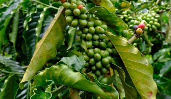 Giá cà phê hôm nay 24/9: Robusta và Arabica xu hướng giảm