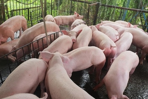 Giá heo hơi hôm nay 26/9: Giảm tại một số địa phương