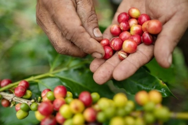 Giá cà phê hôm nay 28/9: Robusta và Arabica điều chỉnh giảm