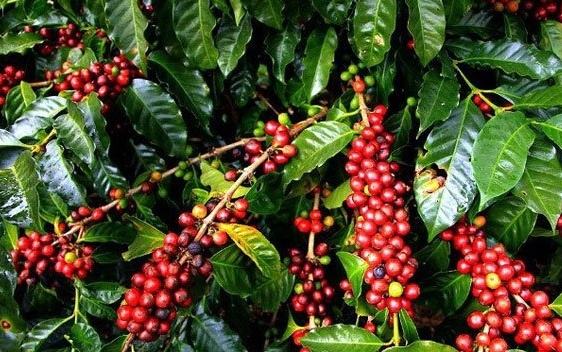 Giá cà phê hôm nay 29/9: Robusta và Arabica diễn biến trái chiều