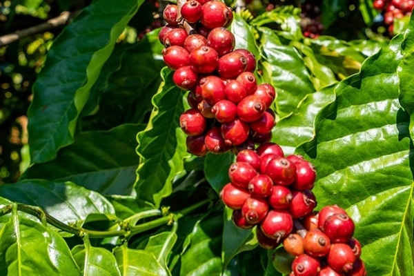 Giá cà phê hôm nay 2/10: Robusta và Arabica ổn định