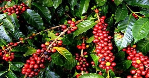 Giá cà phê hôm nay 3/10: Robusta và Arabica đều hồi phục