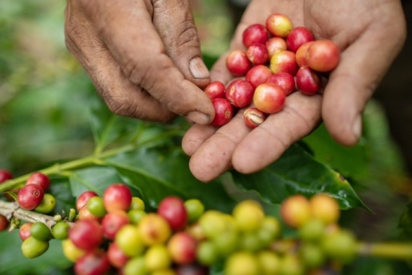 Giá cà phê hôm nay 7/10: Arabica hồi phục sau chuỗi giảm
