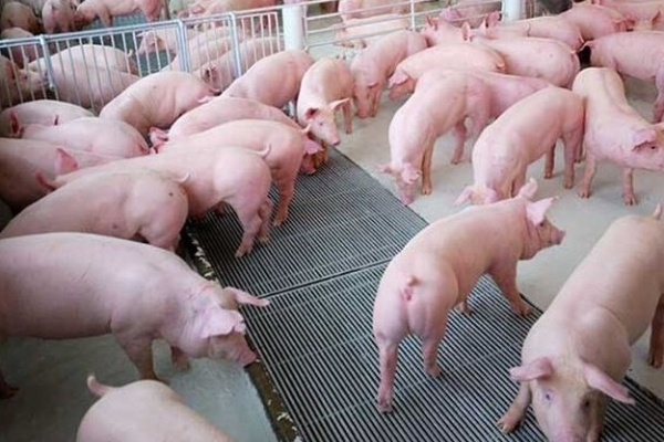 Giá heo hơi hôm nay 11/10: Giảm trên diện rộng