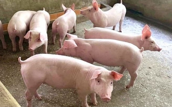 Giá heo hơi hôm nay 12/10: Tiếp tục chuỗi giảm