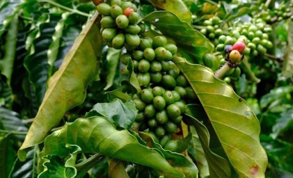 Giá cà phê hôm nay 13/10: Robusta tăng mạnh