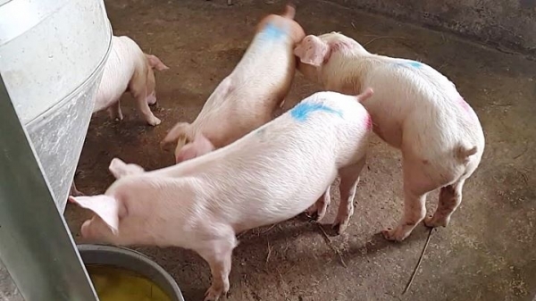 Giá heo hơi hôm nay 13/10: Giảm cao nhất 2.000 đồng