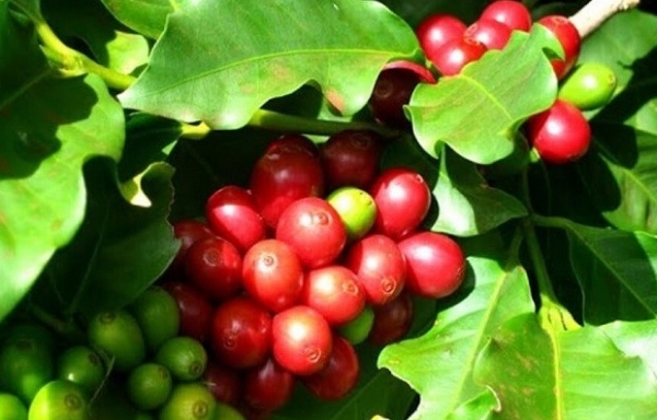 Giá cà phê hôm nay 14/10: Robusta và Arabica đều tăng mạnh