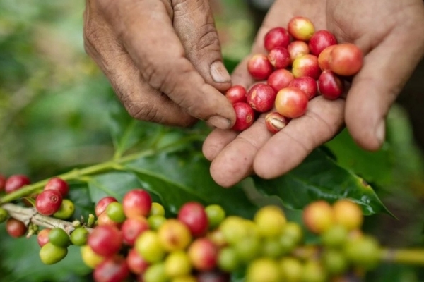 Giá cà phê hôm nay 16/10: Arabica hồi phục