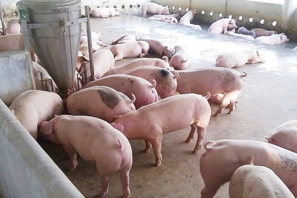 Giá heo hơi hôm nay 18/10: Tiếp đà giảm tại nhiều tỉnh thành