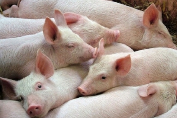 Giá heo hơi hôm nay 25/10: Tăng cao nhất 3.000 đồng