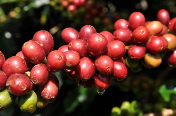 Giá cà phê hôm nay 28/10: Robusta và Arabica xu hướng giảm