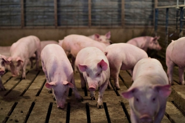 Giá heo hơi hôm nay 2/11: Lặng sóng ở cả 3 miền