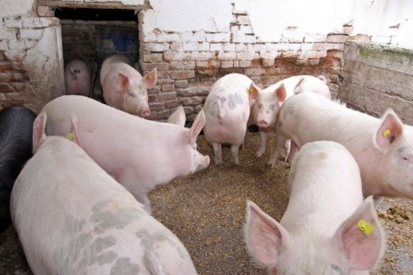 Giá heo hơi hôm nay 6/11: Đi ngang