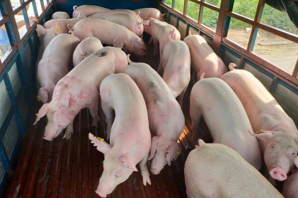 Giá heo hơi hôm nay 7/11: Biến động không đồng nhất