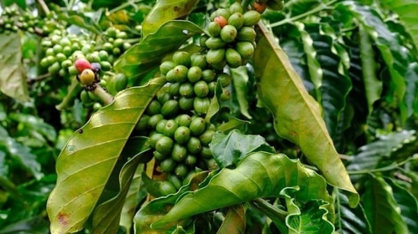 Giá cà phê hôm nay 14/11: Robusta bật tăng mạnh, vượt mốc 2.500 USD/tấn