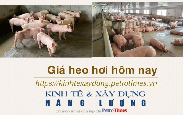 Giá heo hơi hôm nay 15/1: Đi ngang trên diện rộng