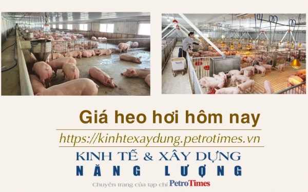 Giá heo hơi hôm nay 21/1: Tăng mạnh trong tuần qua
