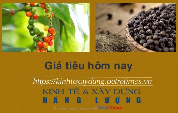 Giá tiêu hôm nay 27/1: Đông Nam Bộ tăng trở lại