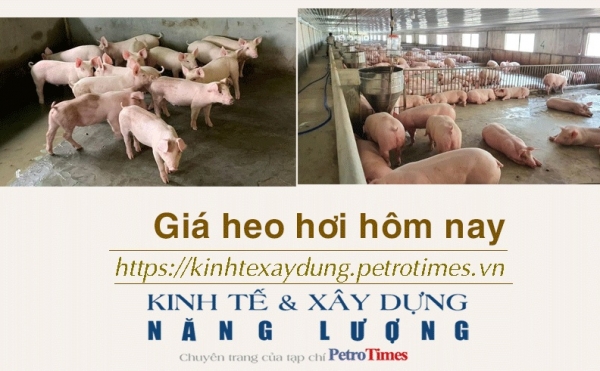 Giá heo hơi hôm nay 28/1: Ghi nhận một tuần tăng