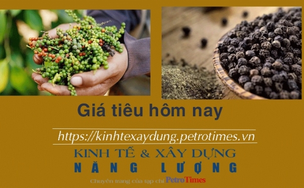 Giá tiêu hôm nay 29/1: Giữ ở mức cao