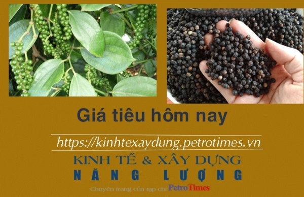 Giá tiêu hôm nay 3/2: Tiếp tục đi ngang