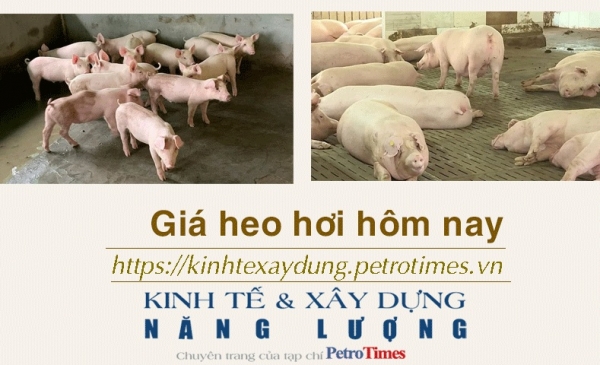 Giá heo hơi hôm nay 13/2: Tiếp tục lặng sóng