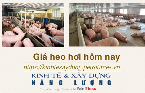Giá heo hơi hôm nay 14/2: Nối dài chuỗi ngày đi ngang