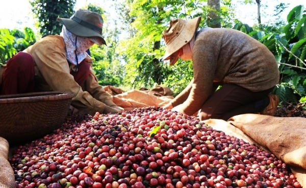 Xuất khẩu cà phê tăng mạnh, thu về gần 1 tỷ USD