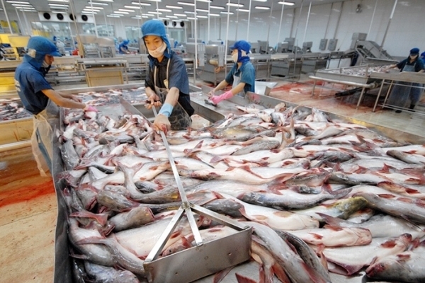 CPTPP vượt Mỹ trở thành thị trường tiêu thụ cá tra lớn thứ 2 của Việt Nam