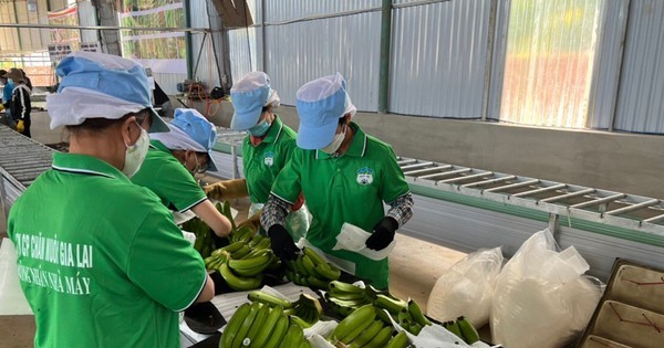 Hoàng Anh Gia Lai lãi sau thuế gấp 3,4 lần cùng kỳ tiếp tục vận hành mô hình 'nông nghiệp tuần hoàn'